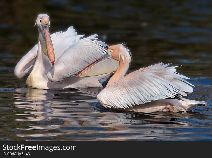 Pelican couple swimming in a lake