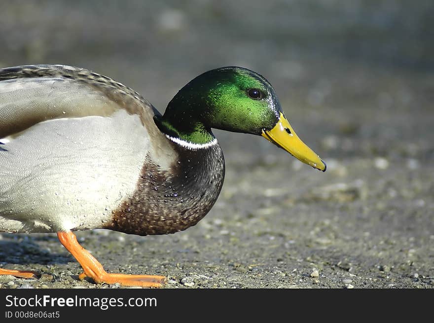 Beautiful Duck