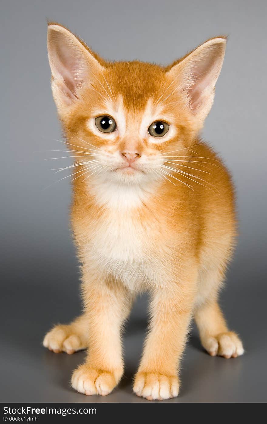 Kitten whom the first time poses in studio. Kitten whom the first time poses in studio