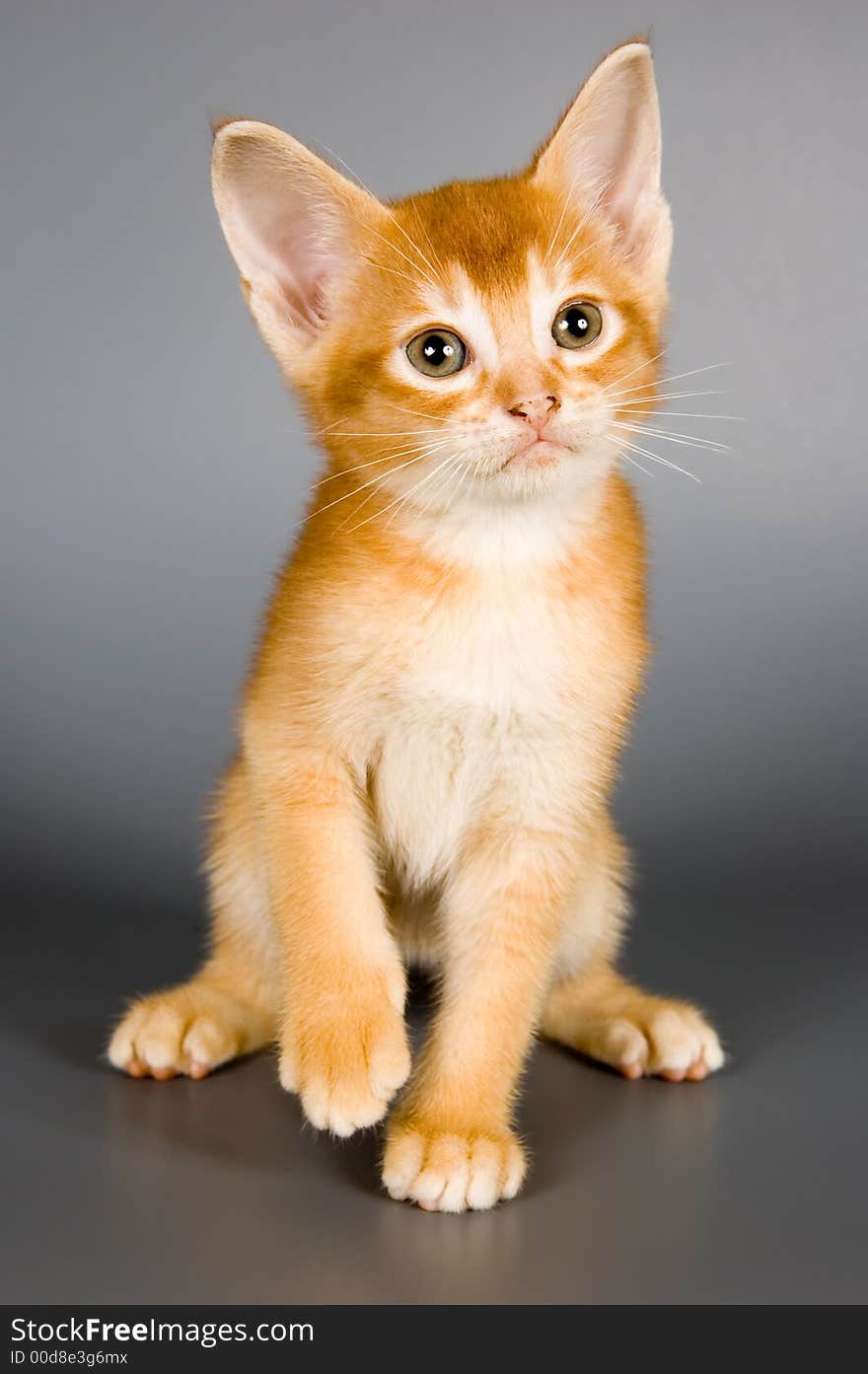 Kitten whom the first time poses in studio. Kitten whom the first time poses in studio