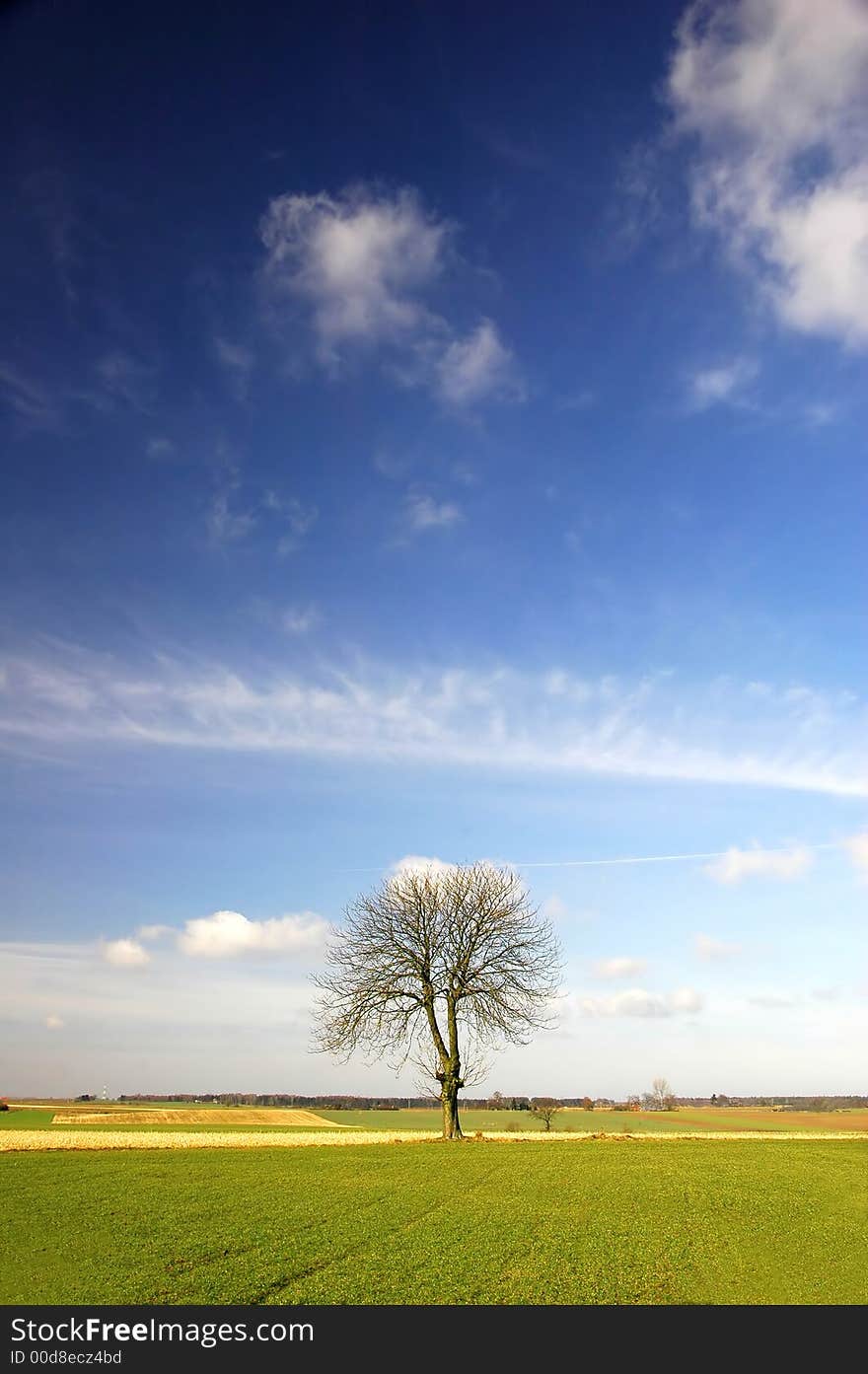 Alone tree on the blue sky background