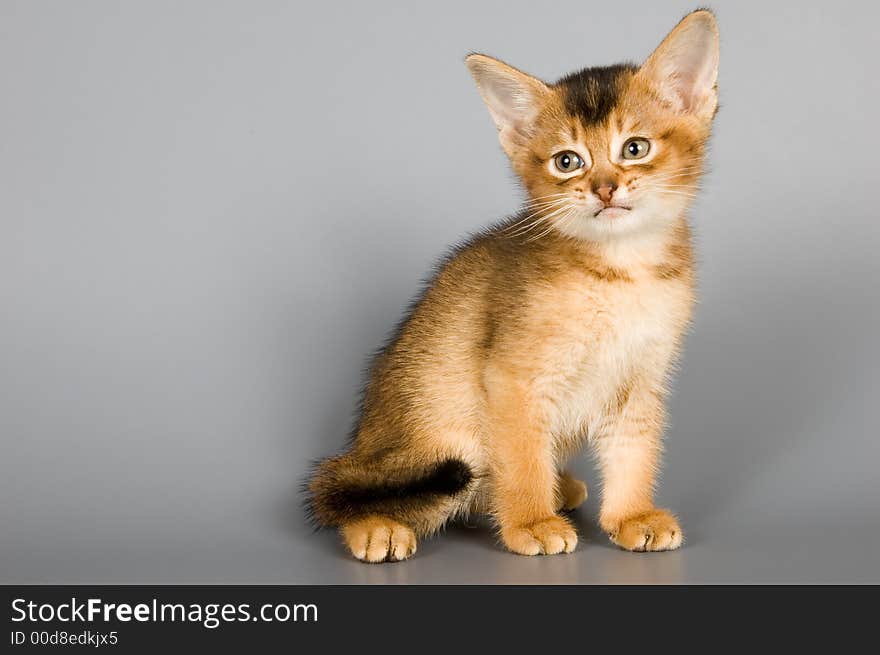 Kitten whom the first time poses in studio. Kitten whom the first time poses in studio