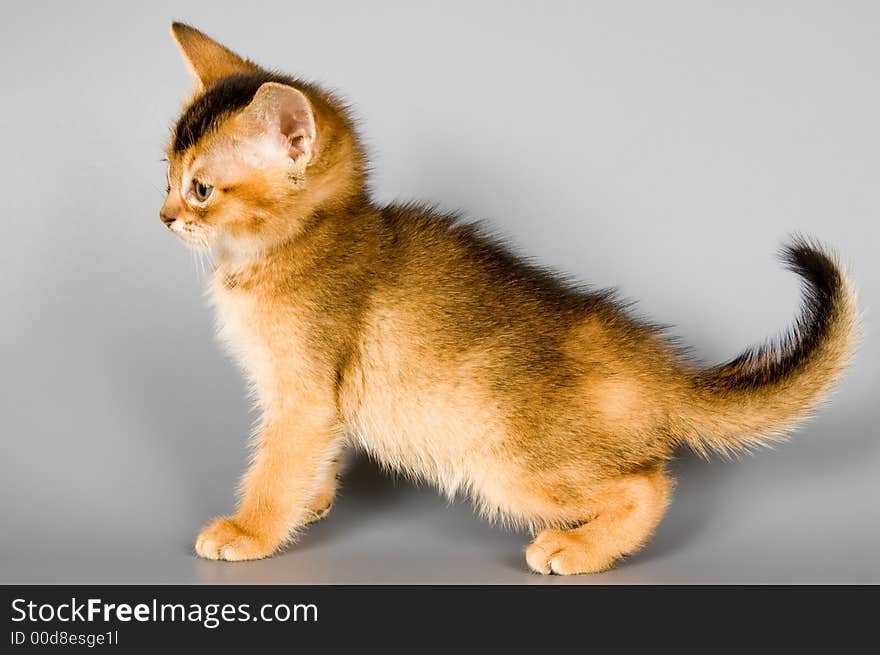 Kitten whom the first time poses in studio. Kitten whom the first time poses in studio