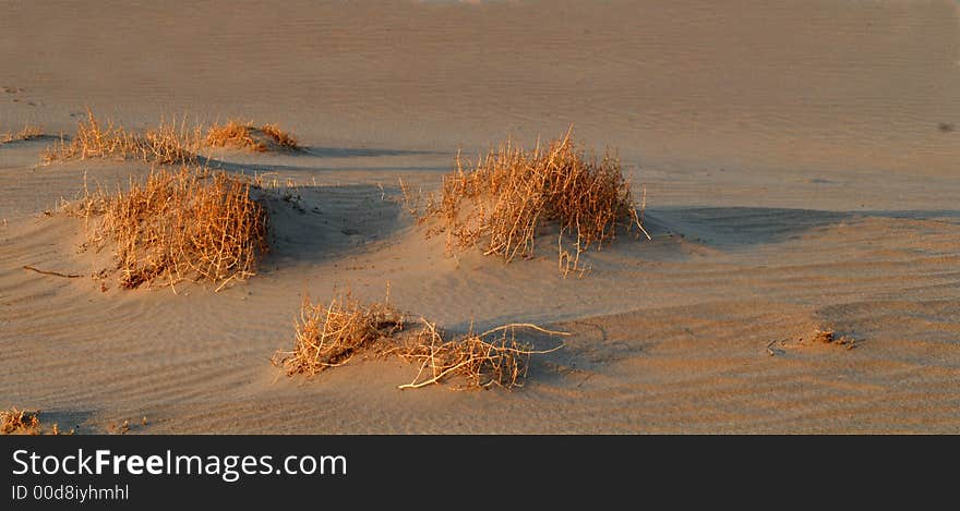 Golden colored sagebrush in the sand at Death Valley California