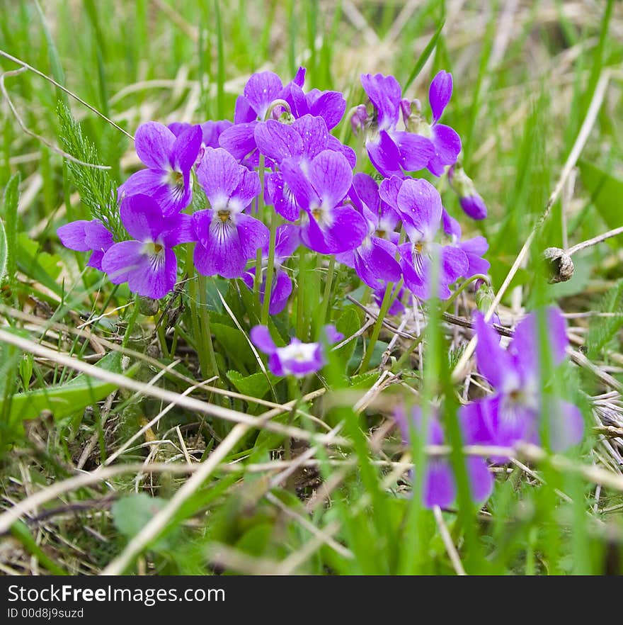 Mauve spring flowers in springtime