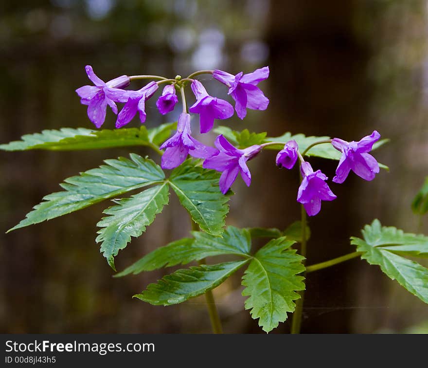 Mauve spring flowers in springtime close-up I