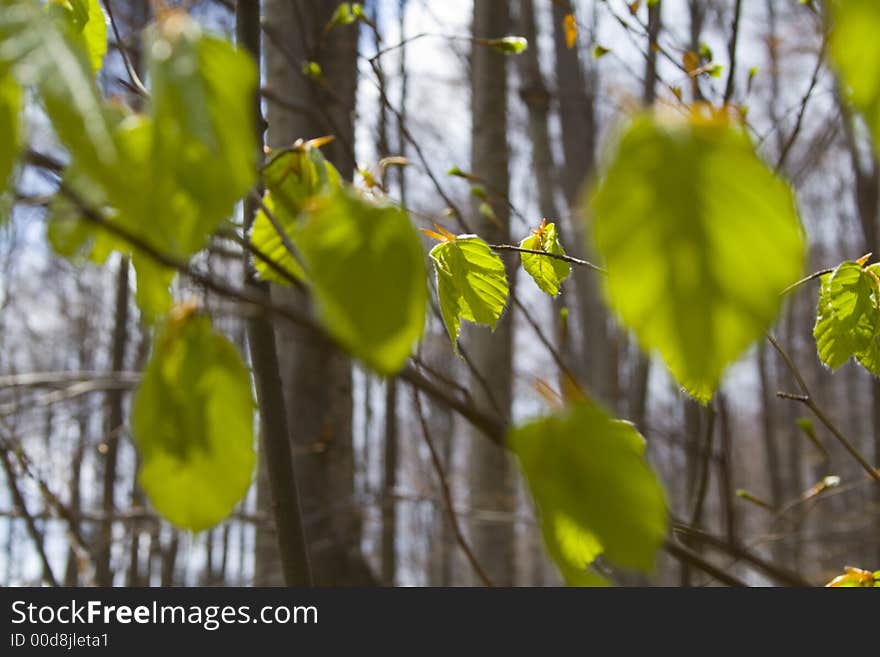 New leafs in springtime landscape