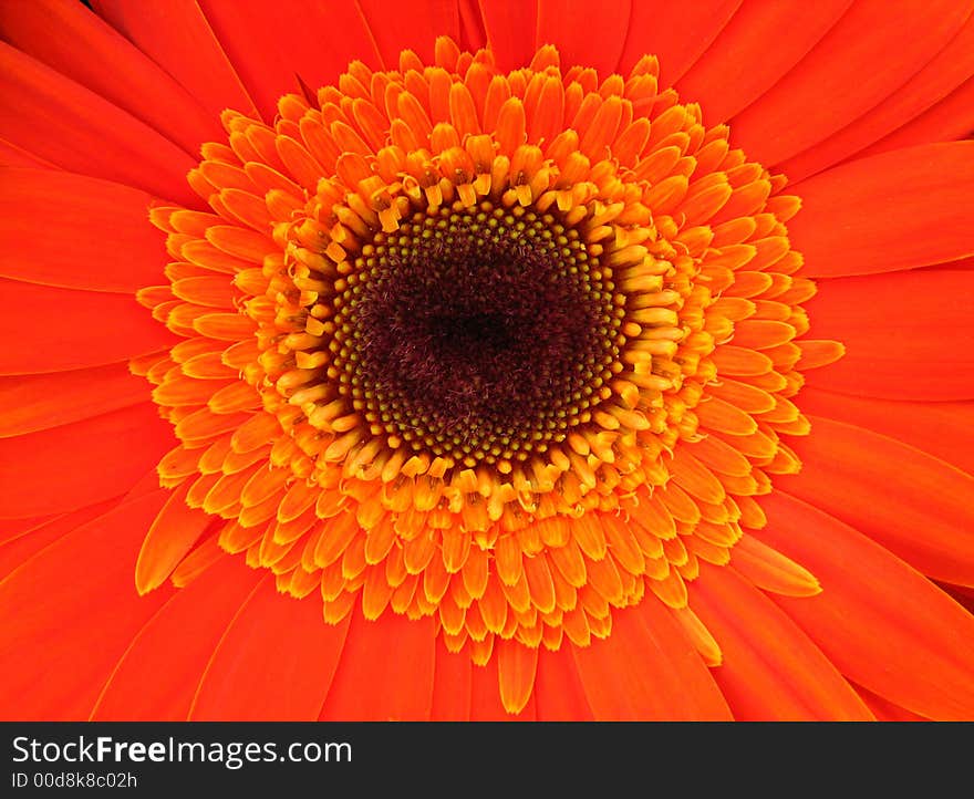 Close up of orange gerber daisy. Close up of orange gerber daisy