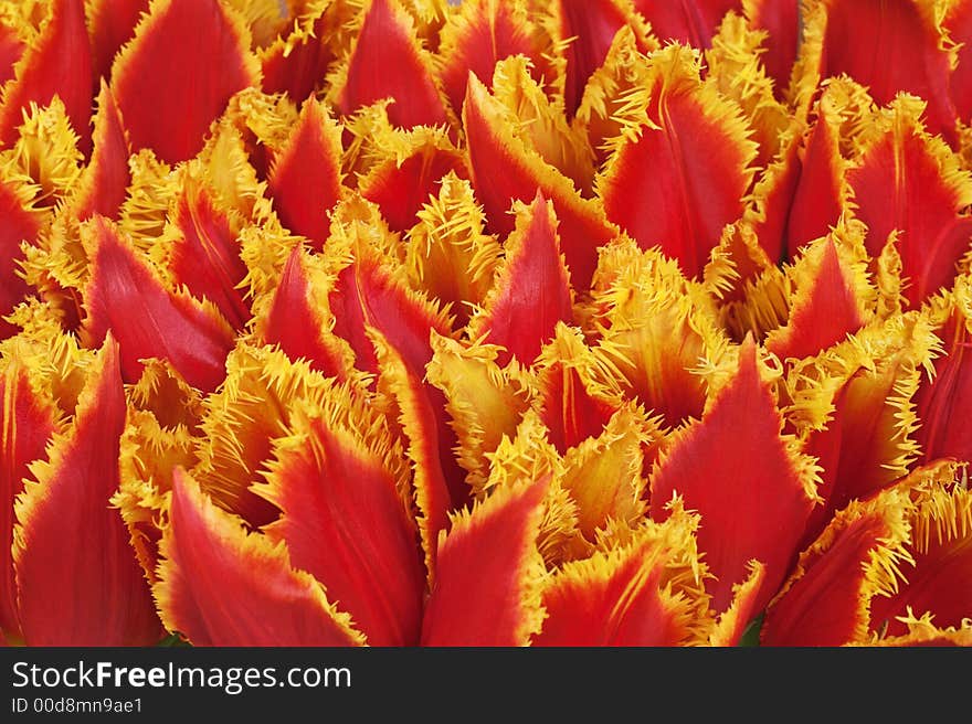 Red tulips bunch closeup