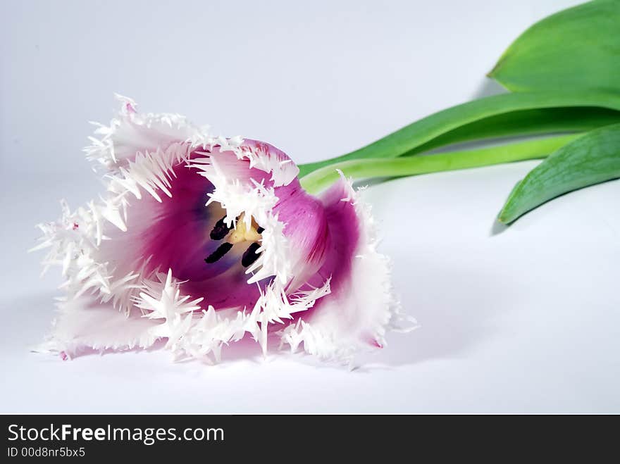 Tulip on a white background