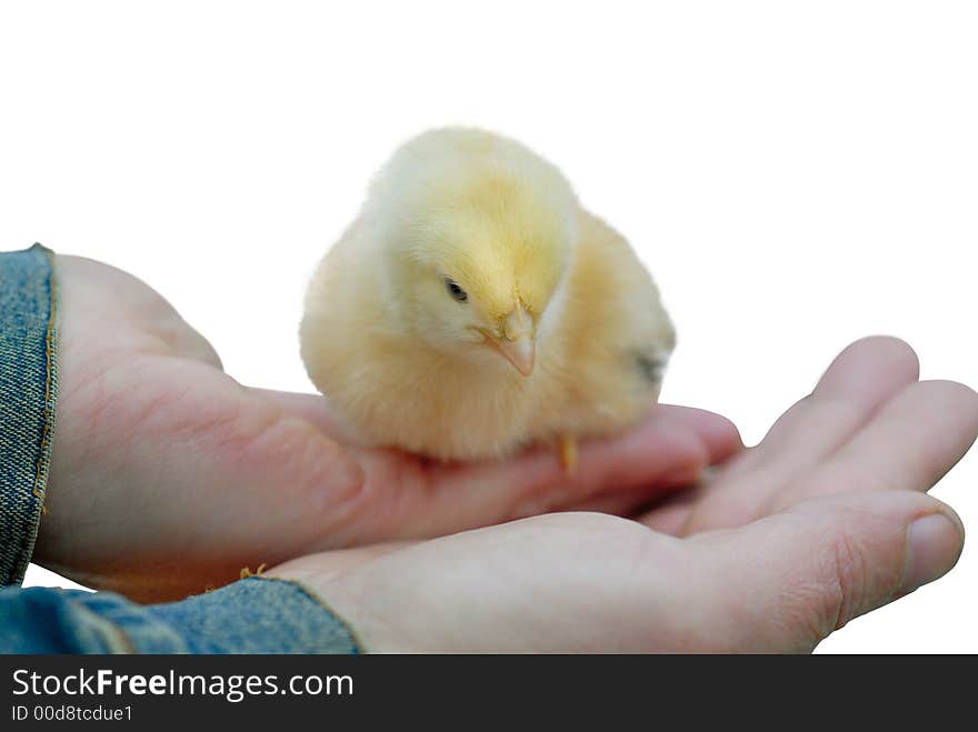 Hands holding fluffy baby chicken