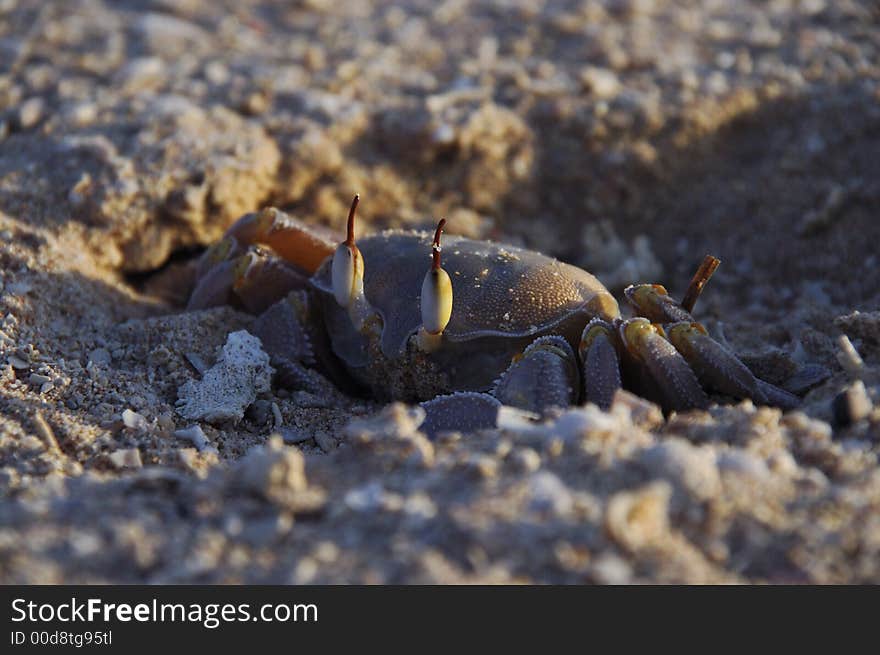 Crab digging hole in sand by the water fringe. Crab digging hole in sand by the water fringe