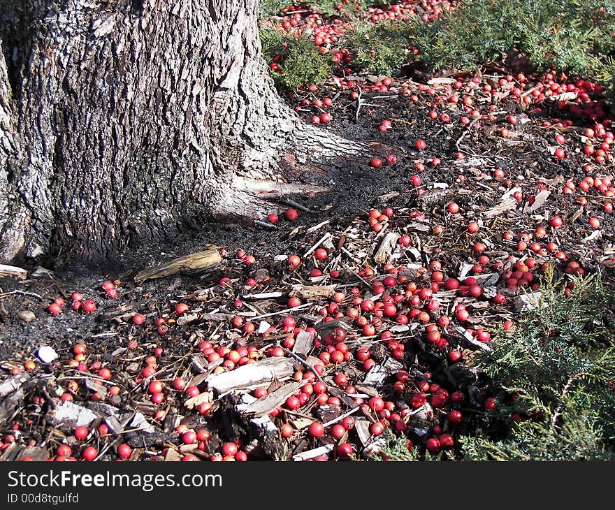 Tree and Berries