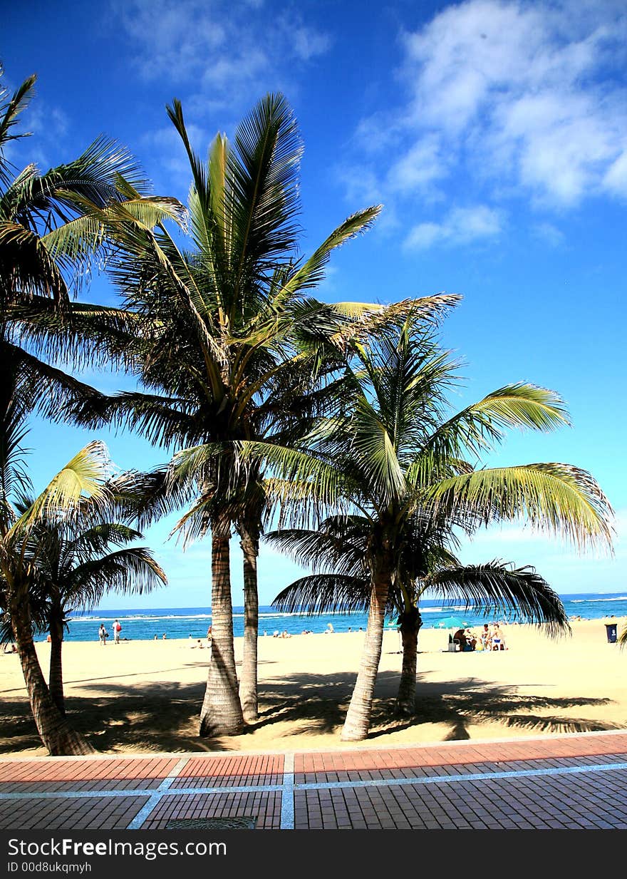 Coconuts palms trees on the golden beach