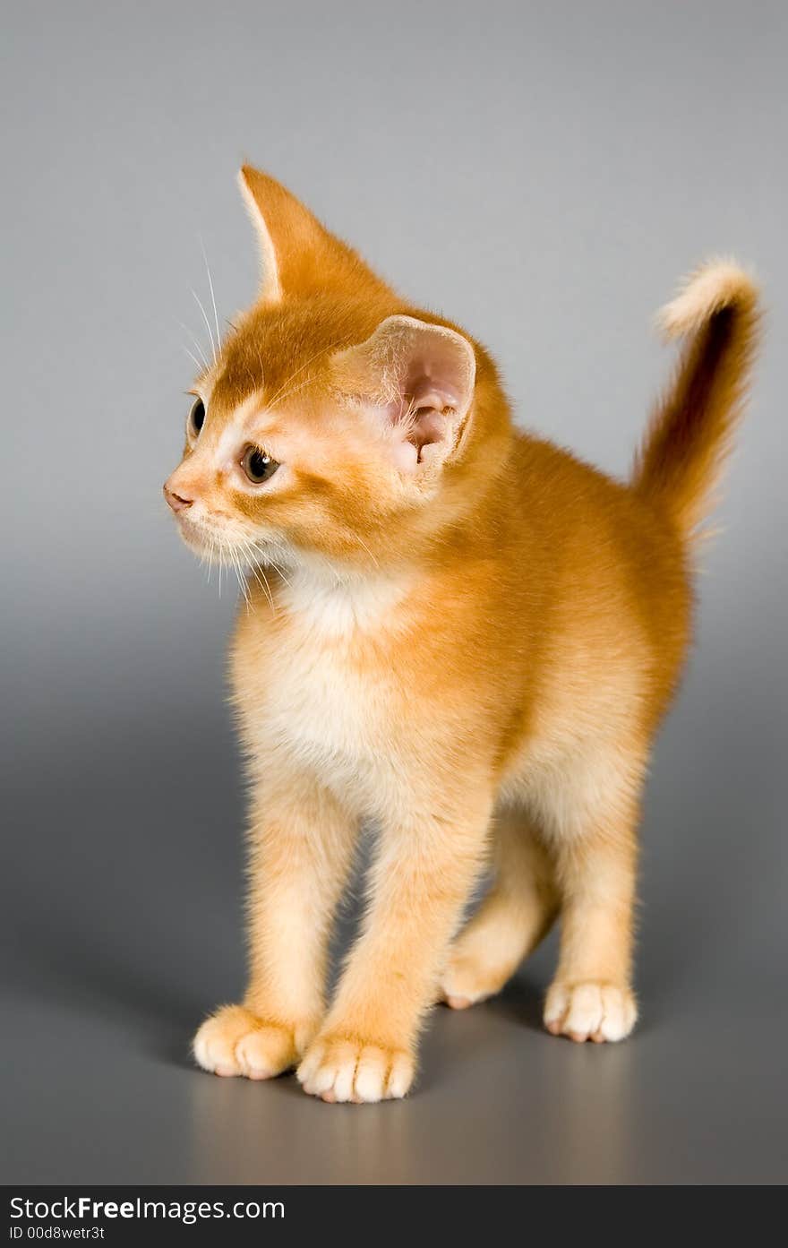 Kitten whom the first time poses in studio. Kitten whom the first time poses in studio