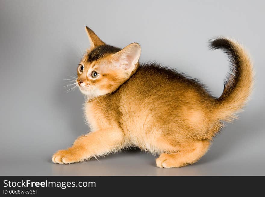 Kitten whom the first time poses in studio. Kitten whom the first time poses in studio