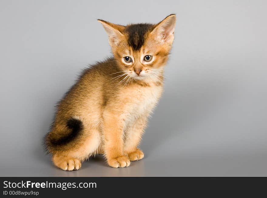 Kitten whom the first time poses in studio. Kitten whom the first time poses in studio