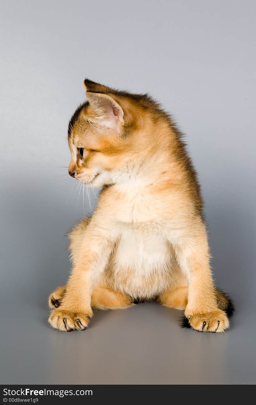 Kitten whom the first time poses in studio. Kitten whom the first time poses in studio