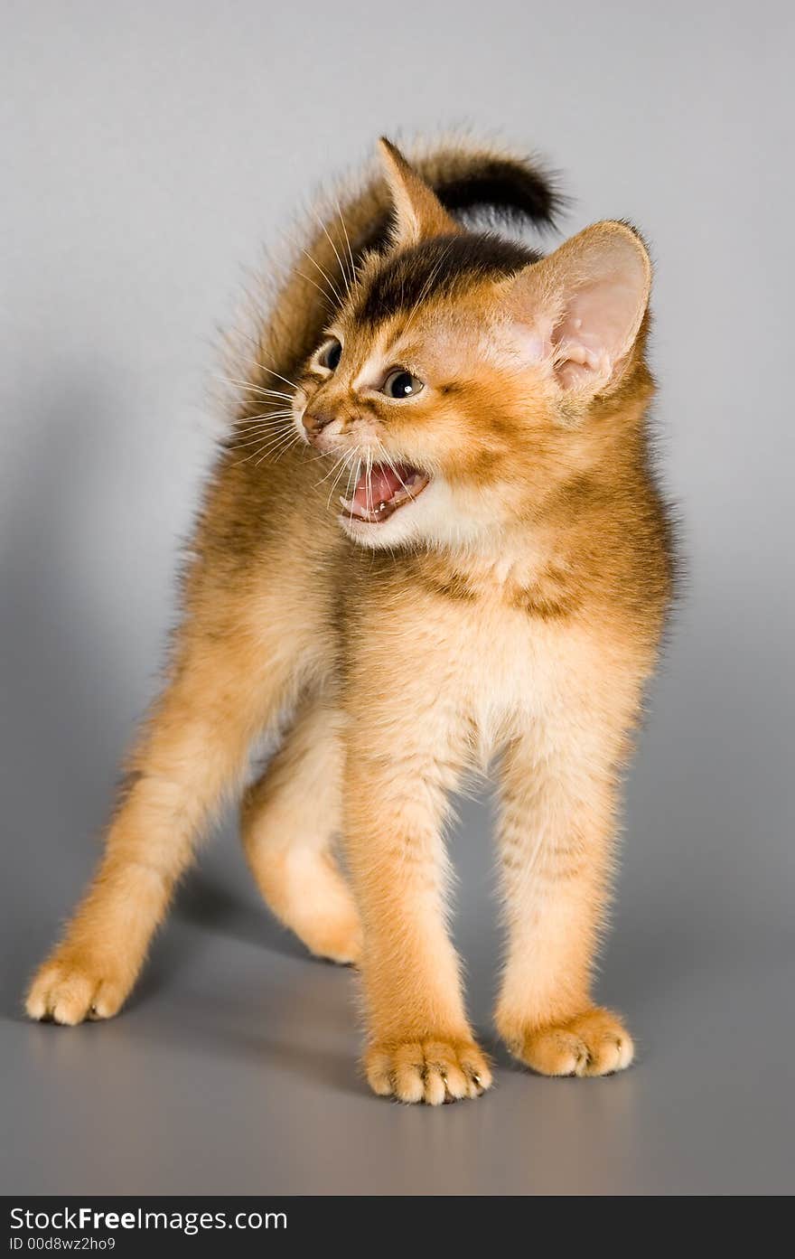 Kitten whom the first time poses in studio. Kitten whom the first time poses in studio