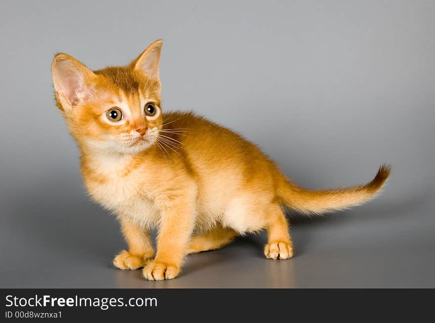 Kitten whom the first time poses in studio. Kitten whom the first time poses in studio