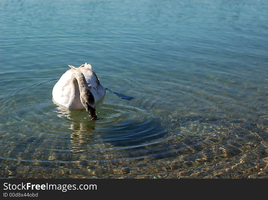 White swan in a clear lake. White swan in a clear lake