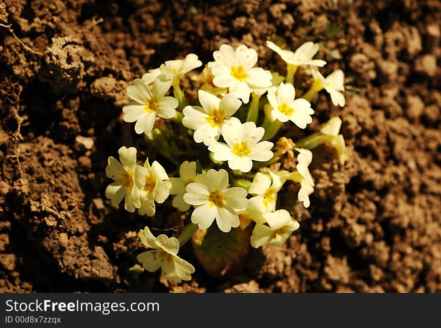 Spring flowers