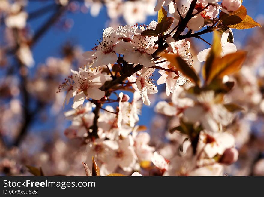 Spring concept flower