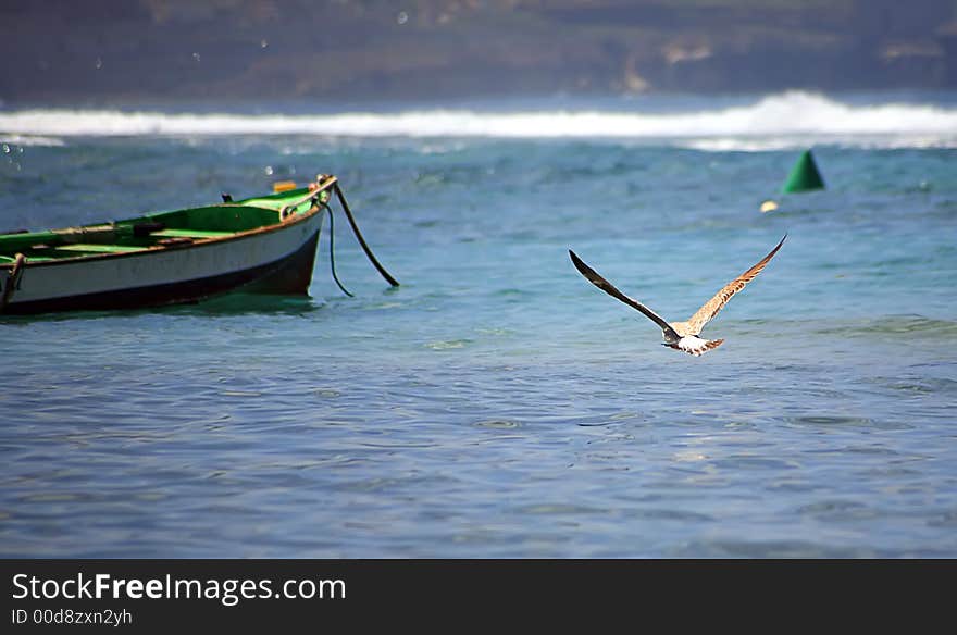 Seagull