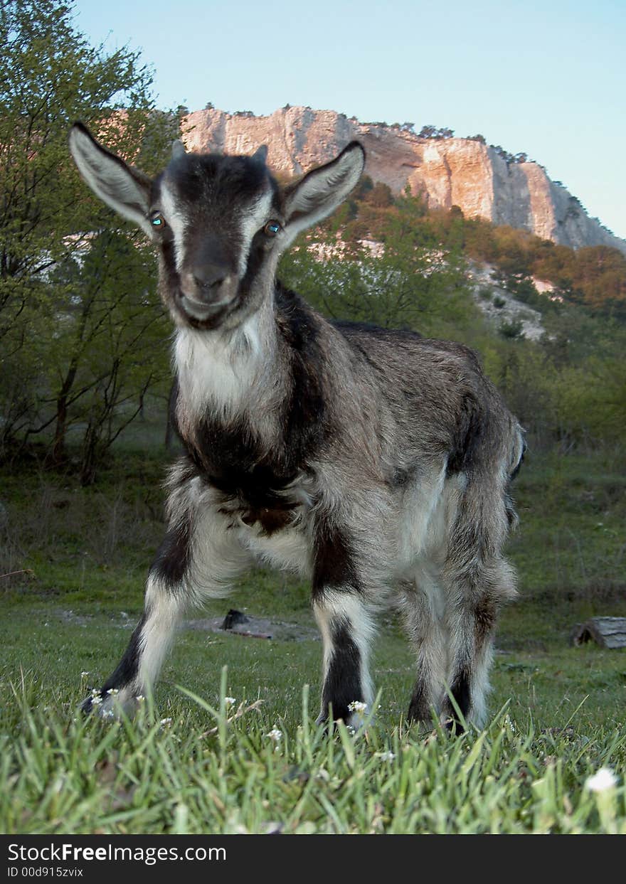 Goat in the forests of Crimea in Ukraine, added to the red book. Goat in the forests of Crimea in Ukraine, added to the red book