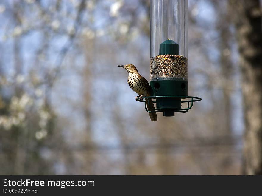 Brown Thrasher