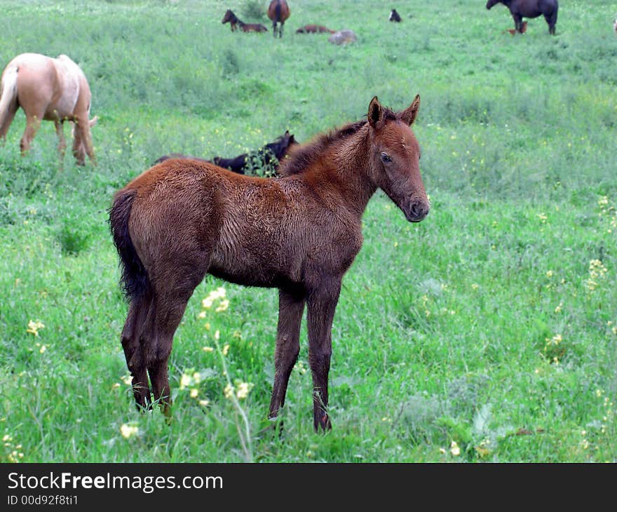 A stallion rests on the untouched fields of the Crimean mountains. A stallion rests on the untouched fields of the Crimean mountains