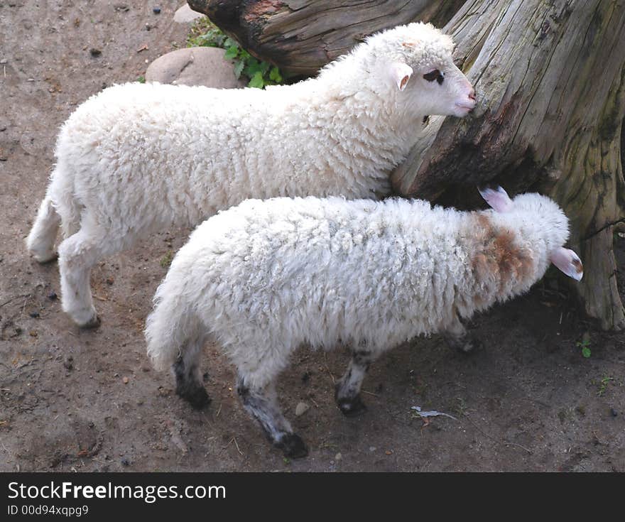 Two sheeps