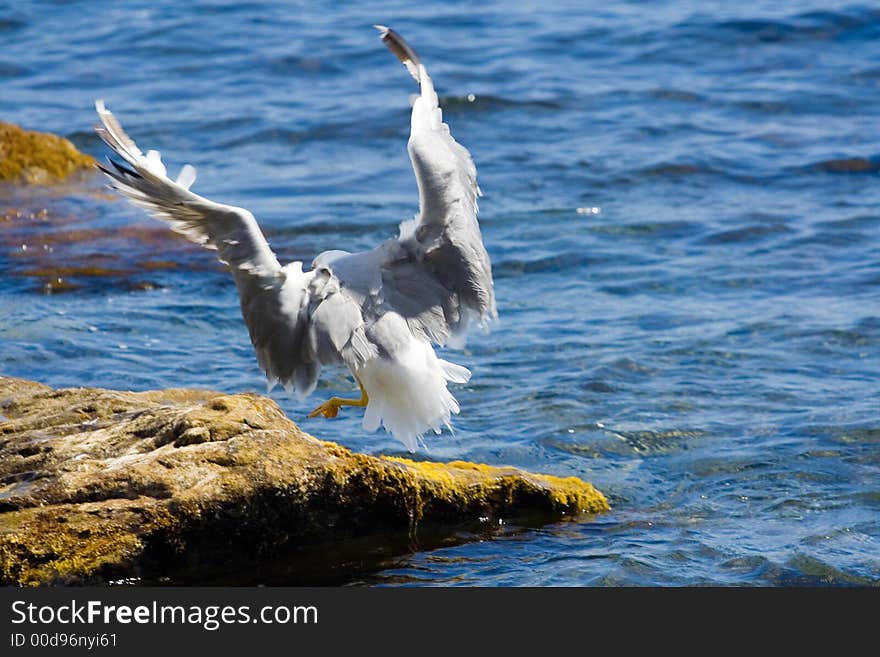 Seagull