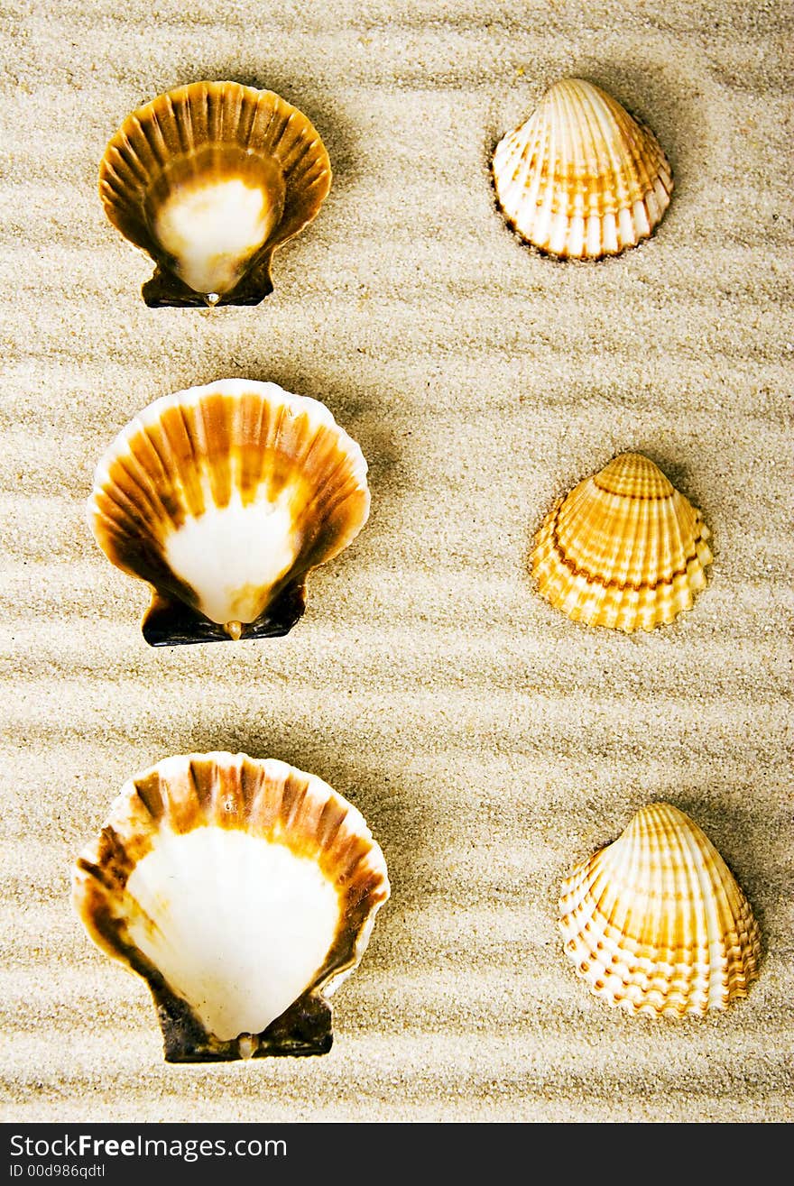 Shells