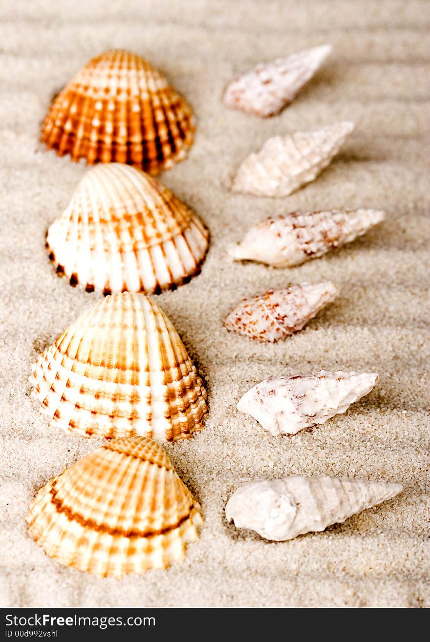 Shell - The hard, rigid outer calcium carbonate animals cover is called a shell. Shell - The hard, rigid outer calcium carbonate animals cover is called a shell.