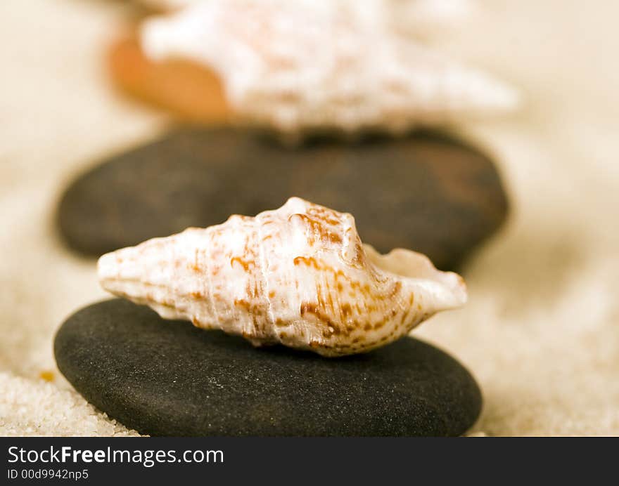 Shell - The hard, rigid outer calcium carbonate animals cover is called a shell. Shell - The hard, rigid outer calcium carbonate animals cover is called a shell.