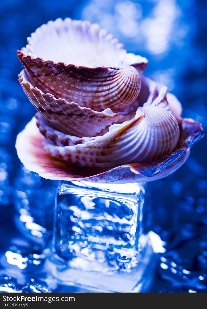 Shell - The hard, rigid outer calcium carbonate animals cover is called a shell. Shell - The hard, rigid outer calcium carbonate animals cover is called a shell.