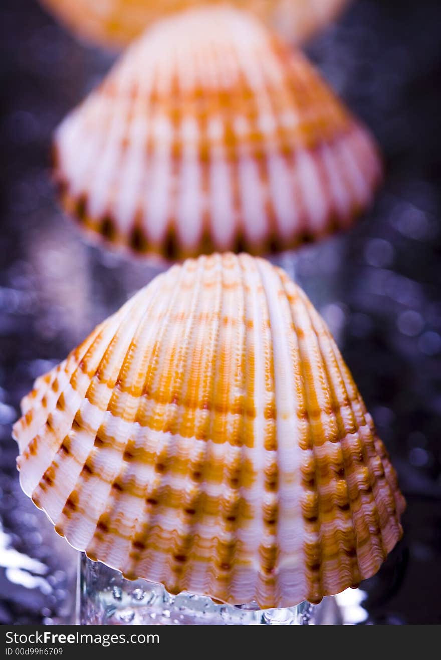 Shells