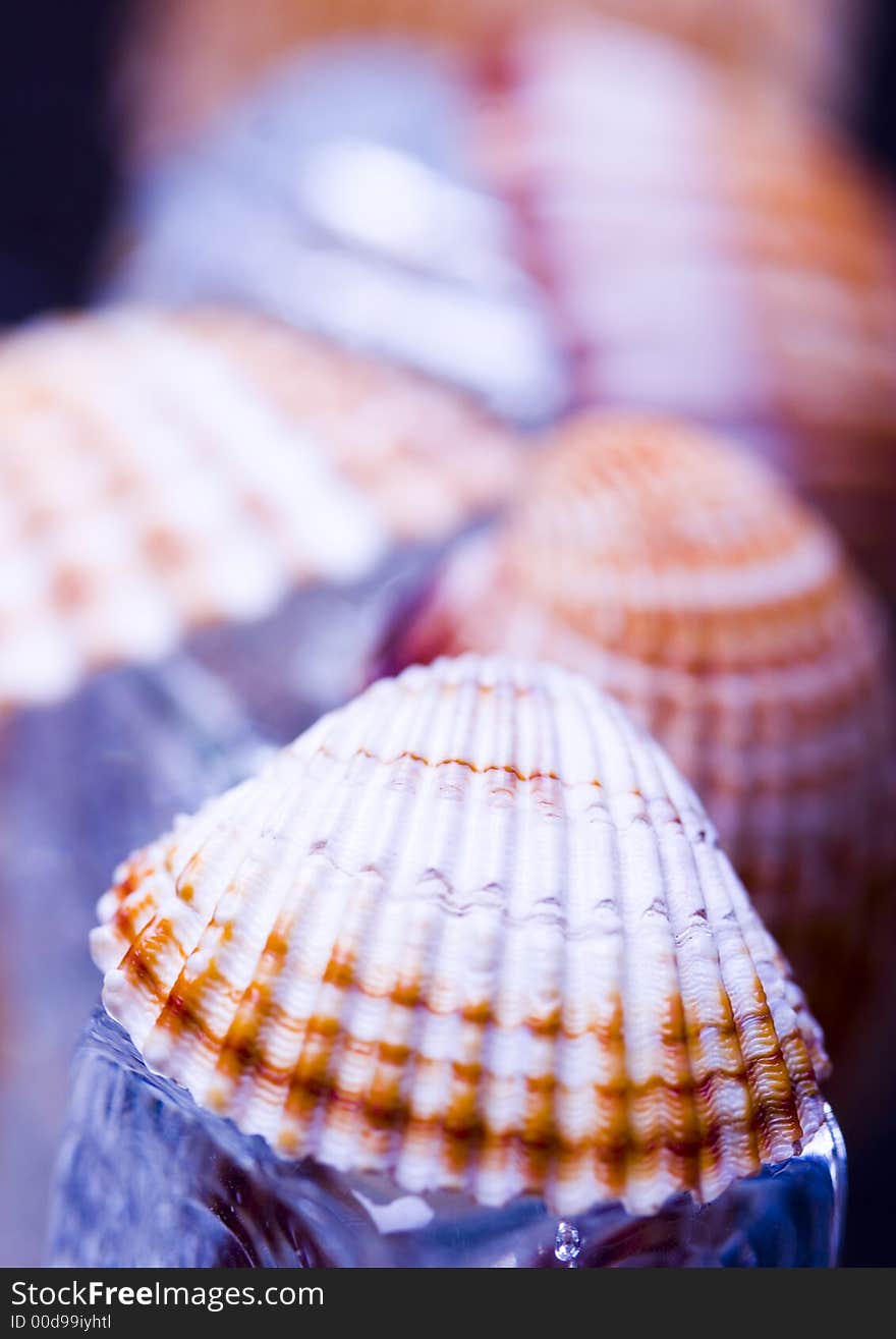 Shells