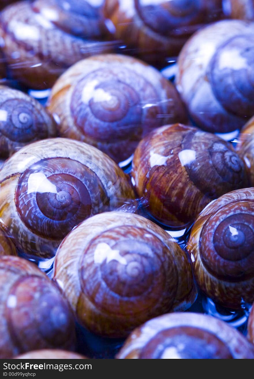 Shells in water