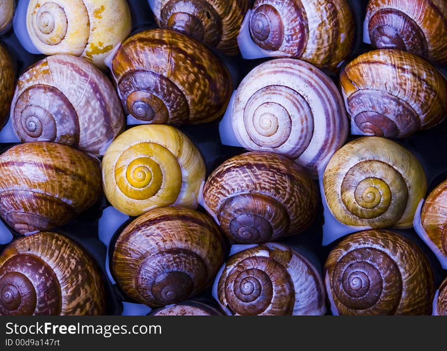 Shells in water