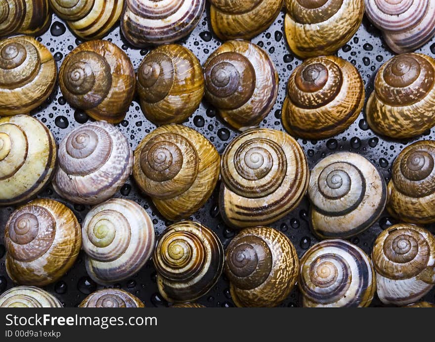 Shells In Water