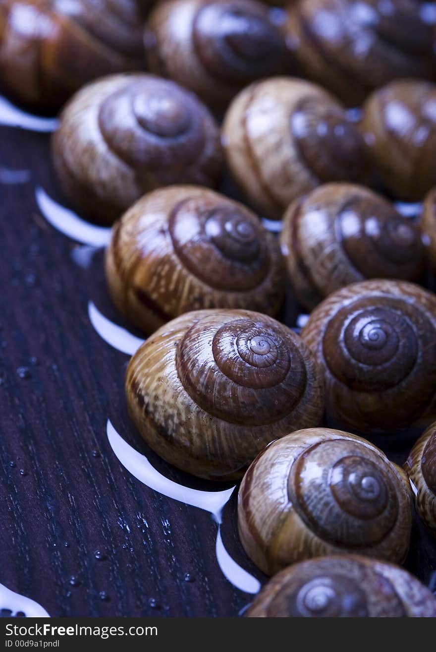 Shells In Water