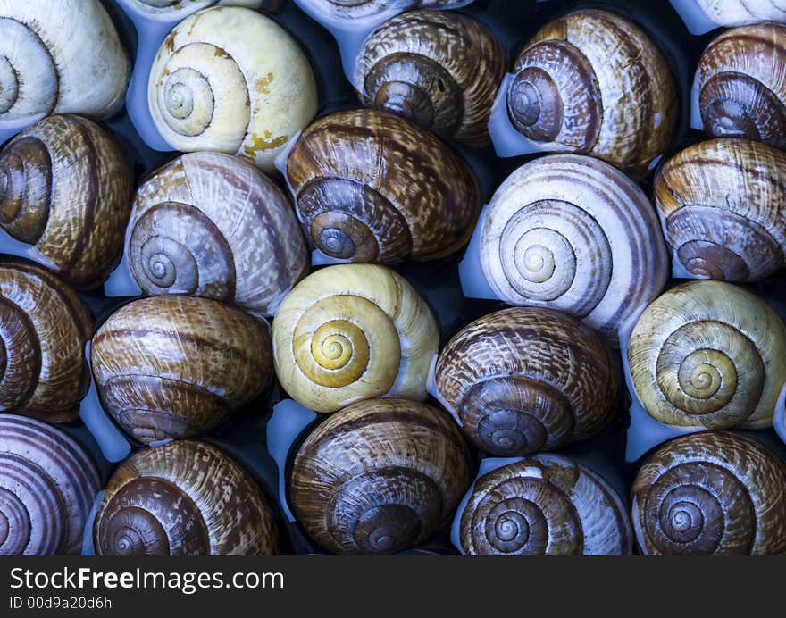 Shells in water