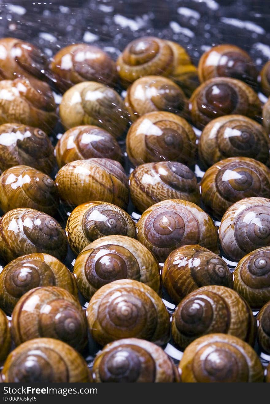 Shells in water