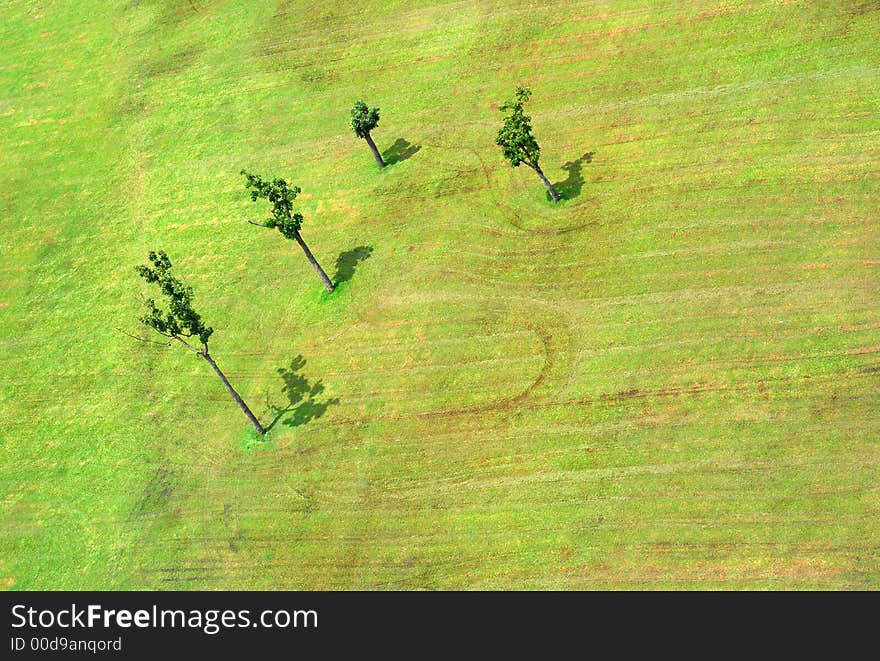 Field And Trees