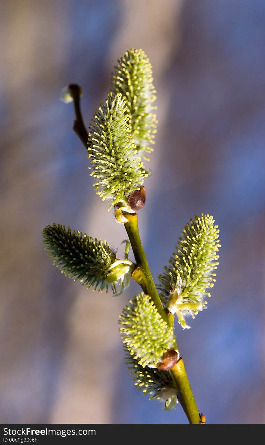 Blossoming branch