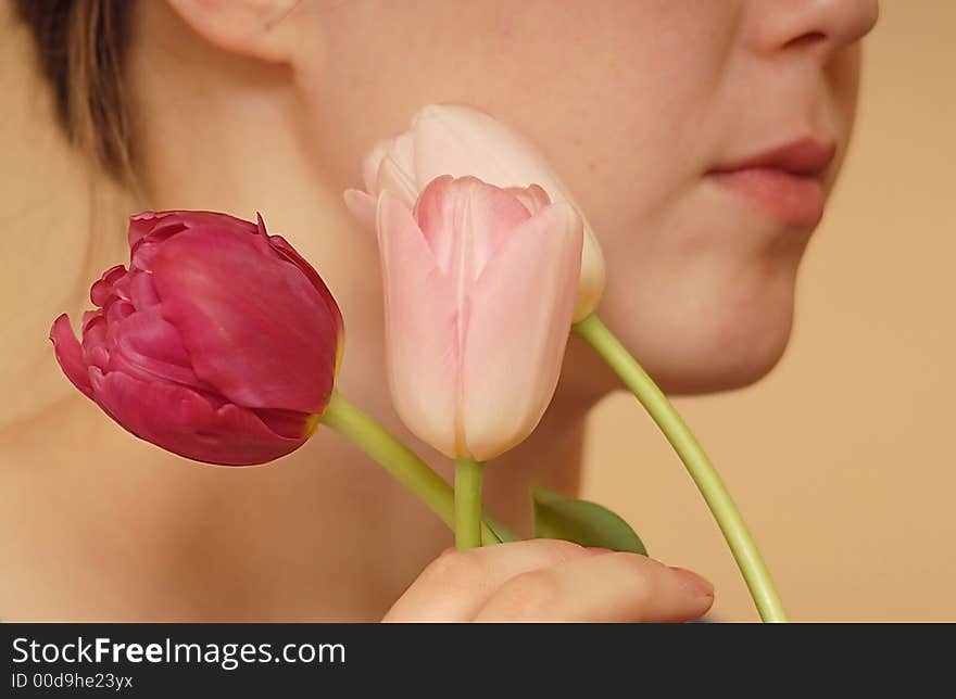 An image of three tulips for greeting postcard. An image of three tulips for greeting postcard