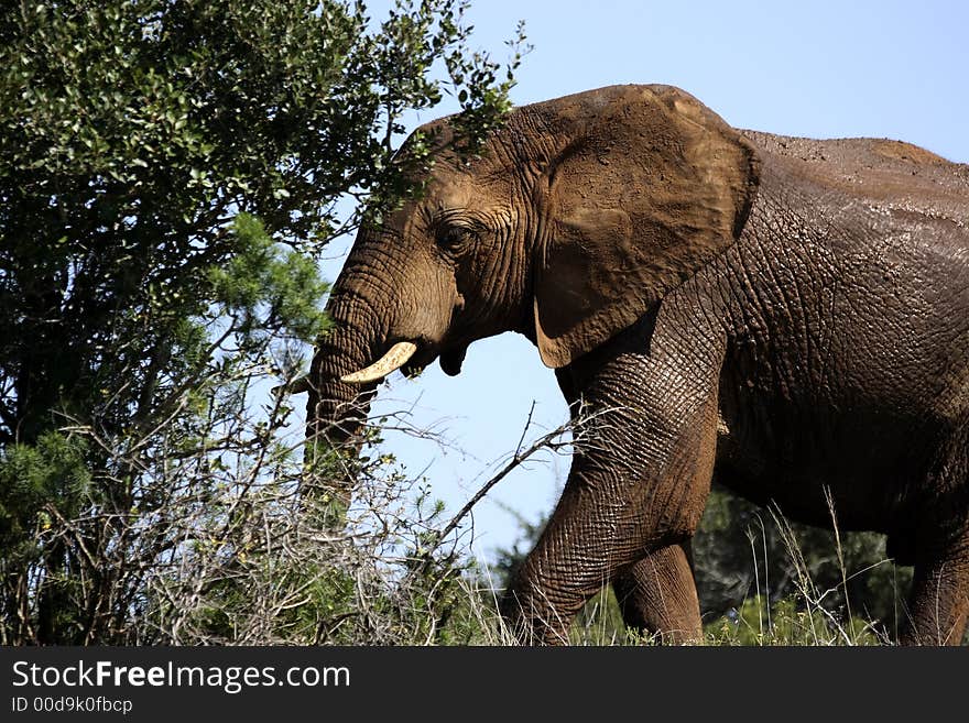 Elephant going into the bush