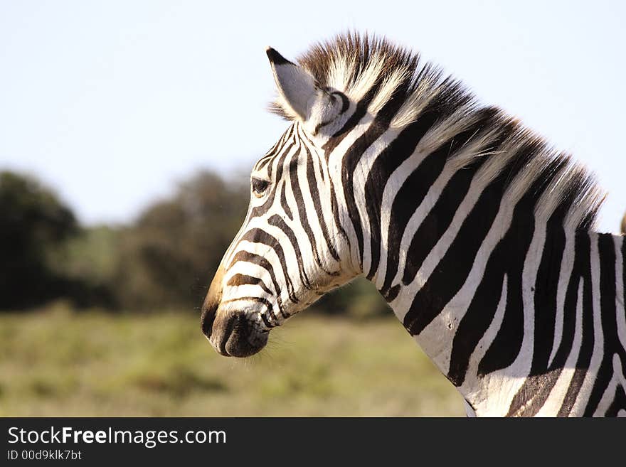 A Burchells Zebra